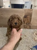 Mini Spartan, a male Miniature Goldendoodle for sale in Centralia, KS – 4 of 5