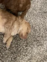 Mini Blond boy, a male Miniature Goldendoodle for sale in Centralia, KS – 2 of 2