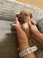 Mini Casper, a female Miniature Goldendoodle for sale in Centralia, KS – 2 of 4
