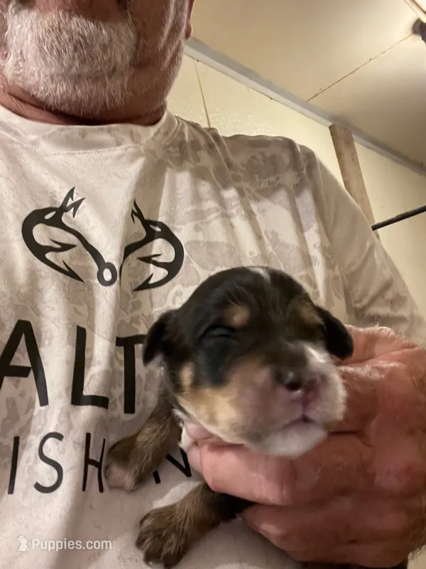 Mini Duke – Miniature Goldendoodle puppy for sale in Centralia, KS