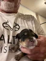 Mini Duke, a male Miniature Goldendoodle for sale in Centralia, KS – 1 of 4