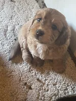 Mini Dolly, a female Miniature Goldendoodle for sale in Centralia, KS – 2 of 6