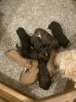 Mini Duke, a male Miniature Goldendoodle for sale in Centralia, KS – 4 of 4