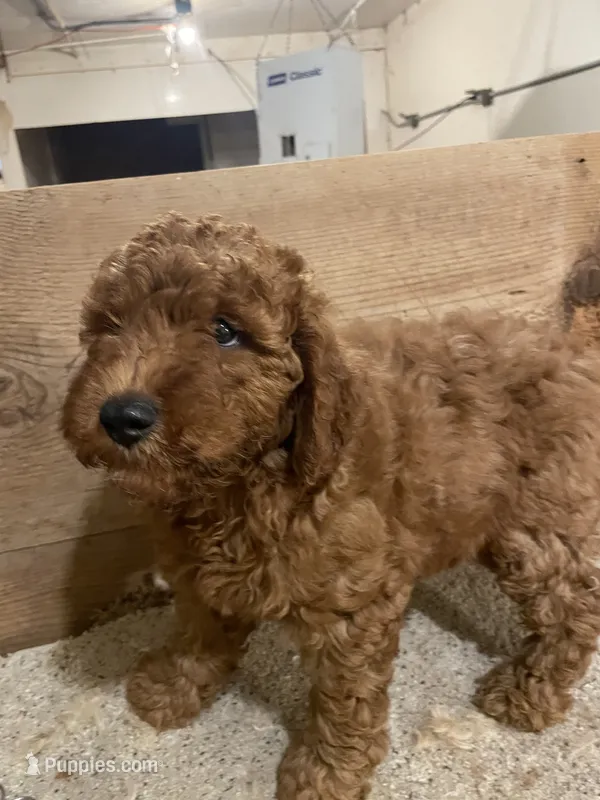 Mini Rusty – Miniature Goldendoodle puppy for sale in Centralia, KS