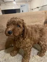 Mini Rusty, a male Miniature Goldendoodle for sale in Centralia, KS – 1 of 6