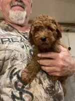 Mini Spartan, a male Miniature Goldendoodle for sale in Centralia, KS – 2 of 5