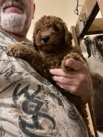 Mini Rusty, a male Miniature Goldendoodle for sale in Centralia, KS – 4 of 6