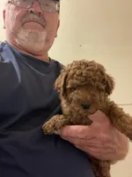 Mini Magic, a male Miniature Goldendoodle for sale in Centralia, KS – 3 of 5