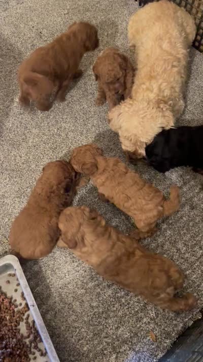 Mini Magic, a male Miniature Goldendoodle for sale in Centralia, KS – 5 of 5