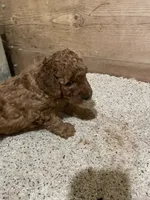 Mini Max, a male Miniature Goldendoodle for sale in Centralia, KS – 2 of 4