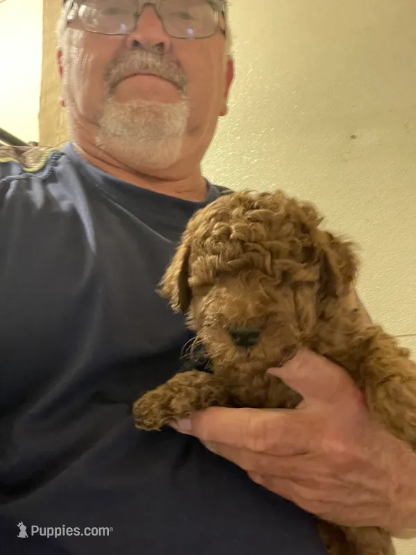 Mini Magic – Miniature Goldendoodle puppy for sale in Centralia, KS