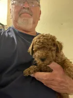Mini Magic, a male Miniature Goldendoodle for sale in Centralia, KS – 1 of 5