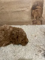 Mini Rusty, a male Miniature Goldendoodle for sale in Centralia, KS – 5 of 6