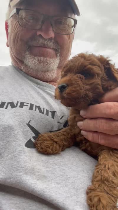 Mini Rudy, a male Miniature Goldendoodle for sale in Centralia, KS – 4 of 4