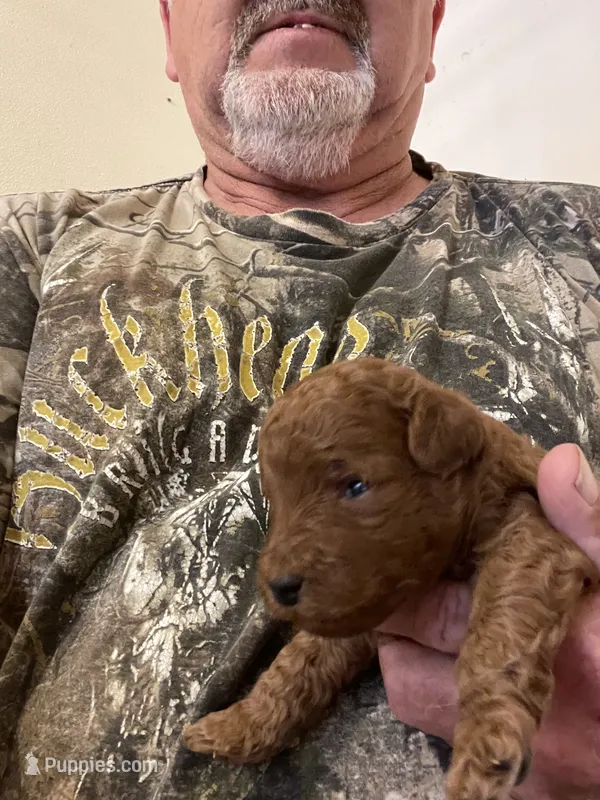 Rambo – Miniature Goldendoodle puppy for sale in Centralia, KS
