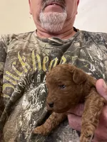 Rambo, a male Miniature Goldendoodle for sale in Centralia, KS – 1 of 5