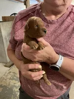 Mini Max-a-million , a male Miniature Goldendoodle for sale in Centralia, KS – 1 of 3