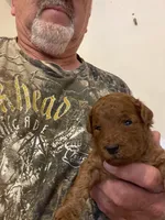 Rambo, a male Miniature Goldendoodle for sale in Centralia, KS – 4 of 5