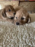 Mini Dolly, a female Miniature Goldendoodle for sale in Centralia, KS – 4 of 6