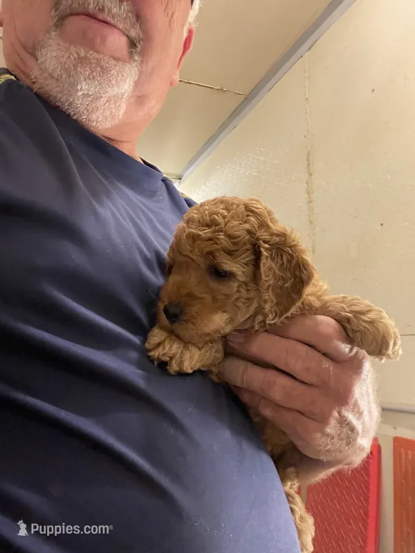 Mini M&M – Miniature Goldendoodle puppy for sale in Centralia, KS
