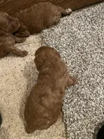 Rambo, a male Miniature Goldendoodle for sale in Centralia, KS – 3 of 5