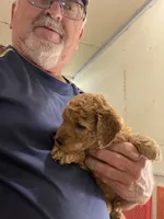 Mini M&M, a male Miniature Goldendoodle for sale in Centralia, KS – 4 of 5