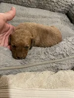Mini Casper, a female Miniature Goldendoodle for sale in Centralia, KS – 3 of 4