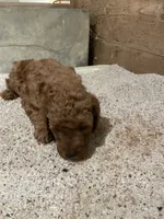 Mini Max, a male Miniature Goldendoodle for sale in Centralia, KS – 4 of 4