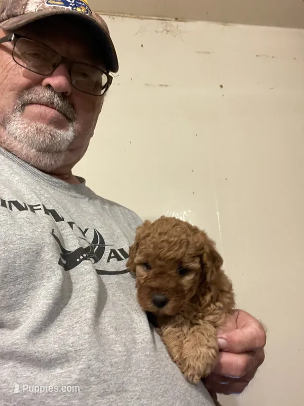 Mini Rudy – Miniature Goldendoodle puppy for sale in Centralia, KS
