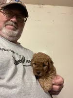 Mini Rudy, a male Miniature Goldendoodle for sale in Centralia, KS – 1 of 4