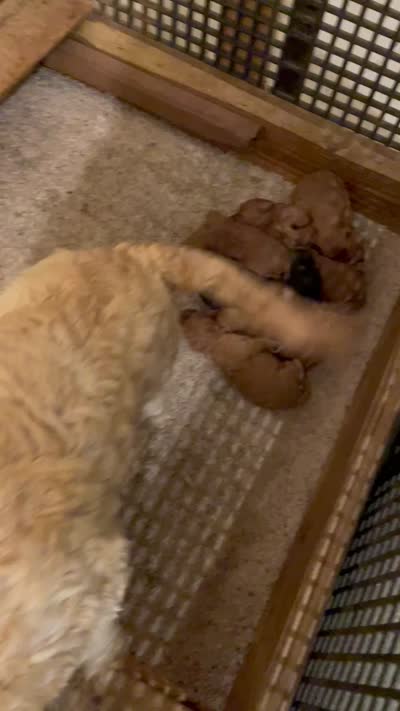 Rambo, a male Miniature Goldendoodle for sale in Centralia, KS – 5 of 5
