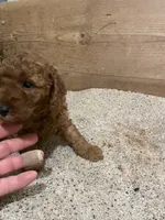 Mini Max, a male Miniature Goldendoodle for sale in Centralia, KS – 3 of 4