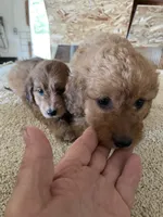 Mini Dolly, a female Miniature Goldendoodle for sale in Centralia, KS – 5 of 6