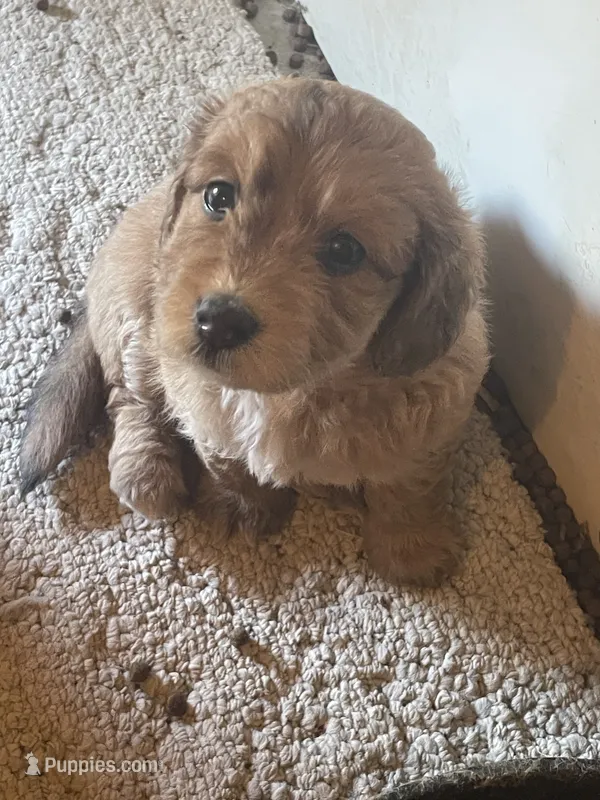 Mini Dolly – Miniature Goldendoodle puppy for sale in Centralia, KS