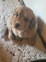 Mini Dolly, a female Miniature Goldendoodle for sale in Centralia, KS – 1 of 6