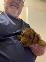 Mini Max, a male Miniature Goldendoodle for sale in Centralia, KS – 1 of 4