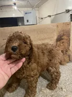 Mini Rusty, a male Miniature Goldendoodle for sale in Centralia, KS – 6 of 6