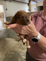 Mini Ruby, a female Miniature Goldendoodle for sale in Centralia, KS – 4 of 6
