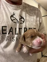 Mini Pearl, a female Miniature Goldendoodle for sale in Centralia, KS – 1 of 5