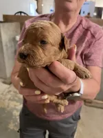 Mini Handsome , a male Miniature Goldendoodle for sale in Centralia, KS – 3 of 4
