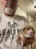 Mini Pearl, a female Miniature Goldendoodle for sale in Centralia, KS – 2 of 5