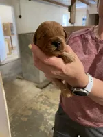 Mini Handsome , a male Miniature Goldendoodle for sale in Centralia, KS – 2 of 4