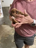 Mini Ruby, a female Miniature Goldendoodle for sale in Centralia, KS – 2 of 6