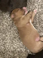 Mini Pearl, a female Miniature Goldendoodle for sale in Centralia, KS – 4 of 5