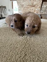 Mini Dolly, a female Miniature Goldendoodle for sale in Centralia, KS – 3 of 6