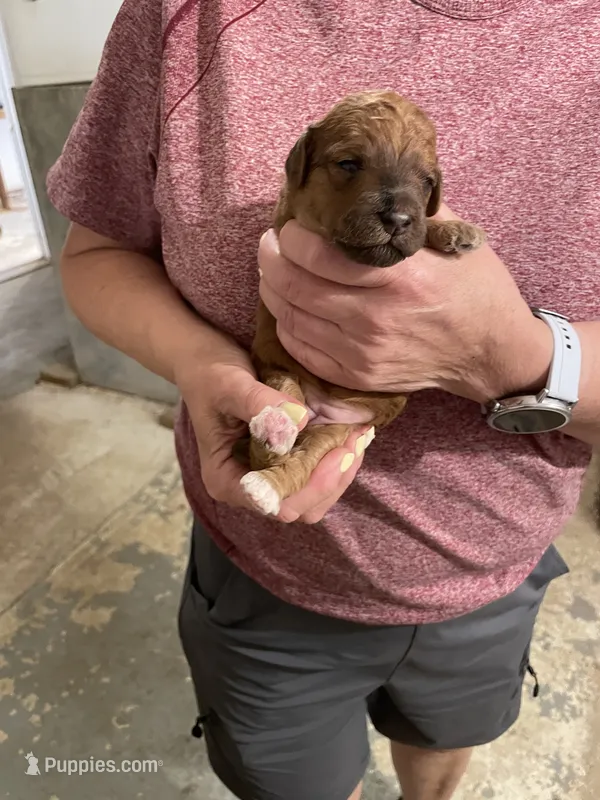 Mini Ruby – Miniature Goldendoodle puppy for sale in Centralia, KS