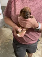 Mini Ruby, a female Miniature Goldendoodle for sale in Centralia, KS – 1 of 6