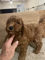 Mini Rusty, a male Miniature Goldendoodle for sale in Centralia, KS – 2 of 6