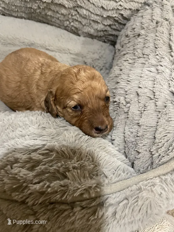 Mini Casper – Miniature Goldendoodle puppy for sale in Centralia, KS