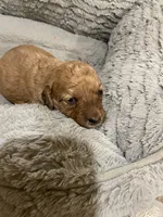 Mini Casper, a female Miniature Goldendoodle for sale in Centralia, KS – 1 of 4